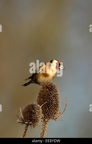 Goldfinch perched on a teasle Stock Photo