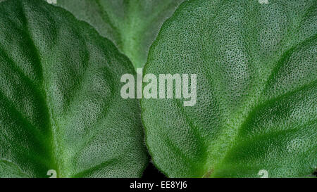 Close up detail of african violet (Saintpaulia sp.) leaves. Stock Photo