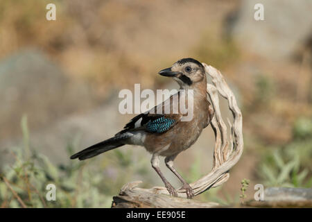 (Eurasian) jay [Garrulus glandarius], Eichelhaeher Stock Photo