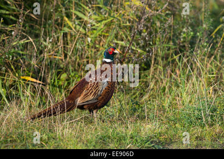 Fasan (Phasianus colchicus) Pheasant Stock Photo