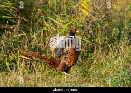 Fasan (Phasianus colchicus), (common) pheasant [Phasianus colchicus] Stock Photo