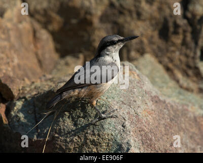 (western) rock nuthatch [Sitta neumayer] Felsenkleiber (Sitta neumayer) Stock Photo