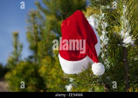 Santa Claus hat on fir tree's branch, Christmas in winter nature, outside Stock Photo