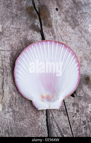 Shells are placed face up on the wooden Stock Photo