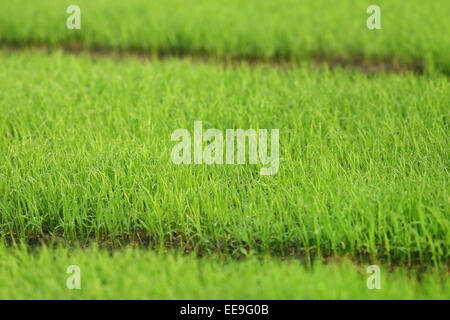 Green paddy seedlings in Bangladesh Stock Photo