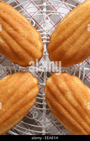 Madeleines or petite madeleine a traditional cake from the Lorraine region of France Stock Photo