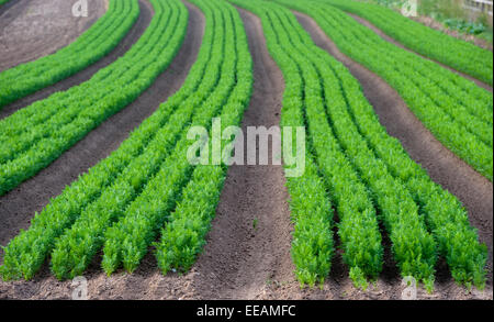 Lines of carrots growing in field, North Yorkshire, UK. Stock Photo