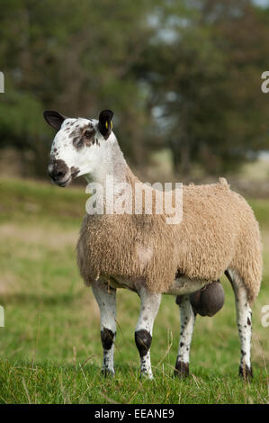 Blue Faced Leicester ram lamb in field. Cumbria, UK. Stock Photo