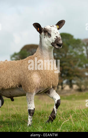 Blue Faced Leicester ram lamb in field. Cumbria, UK. Stock Photo