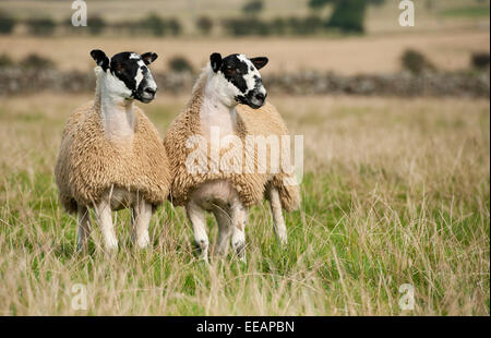 North of England mule lambs ready for sale, Cumbria, UK Stock Photo