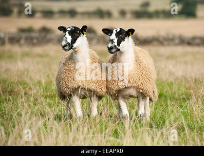 North of England mule lambs ready for sale, Cumbria, UK Stock Photo