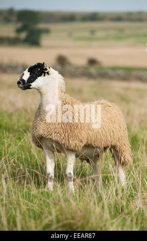 North of England mule lambs ready for sale, Cumbria, UK Stock Photo