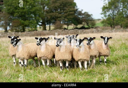 North of England mule lambs ready for sale, Cumbria, UK Stock Photo