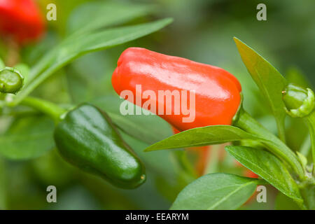 Red Chillies Growing on Plant Stock Photo