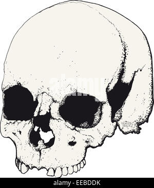 skull in profile Stock Photo