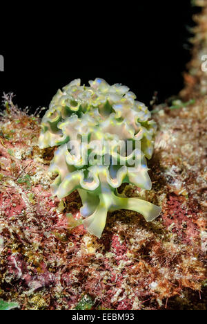 Lettuce sea slug, Elysia crispata, Bonaire, Caribbean Netherlands, Caribbean Stock Photo