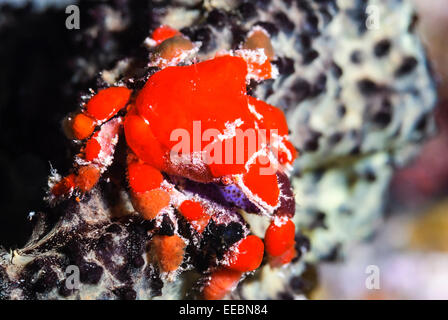 Cryptic teardrop crab, Pelia mutica, Bonaire,Caribbean Netherlands, Caribbean Stock Photo