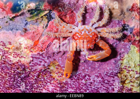 Red-ridged Clinging Crab, Mithrax forceps, eating Sargeant major eggs, Bonaire, Netherlands Antilles, Caribbean Stock Photo