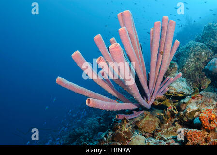 Stove-pipe sponge, Aplysina archeri, Bonaire, Caribbean Netherlands, Caribbean Stock Photo