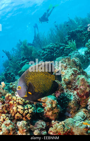 French angelfish, Pomacanthus paru, Bonaire, Caribbean Netherlands, Caribbean Stock Photo