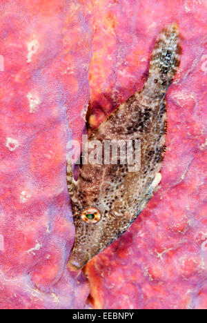 Slender filefish, Monacanthus tuckeri, Bonaire, Caribbean Netherlands, Caribbean Stock Photo