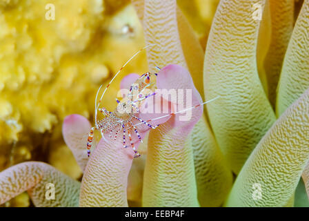 Spotted cleaner shrimp, Periclimenes yucatanicus, Bonaire, Caribbean Netherlands, Caribbean Stock Photo