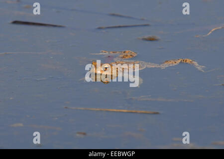 I lie on the surface and is very well Stock Photo