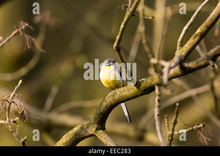 Grey Wagtail in a tree Stock Photo