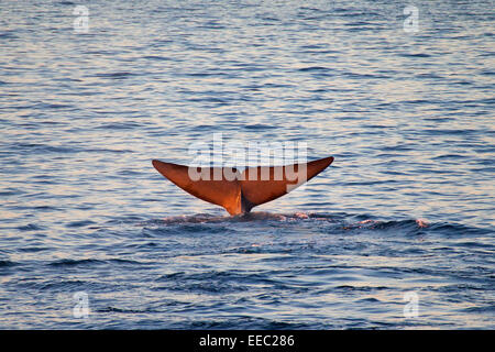 Blue whale (Balaenoptera musculus) lifting its tail flukes to dive for feeding Stock Photo