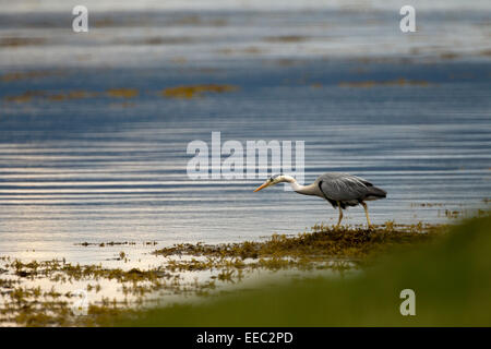 Grey Heron Stalking Stock Photo