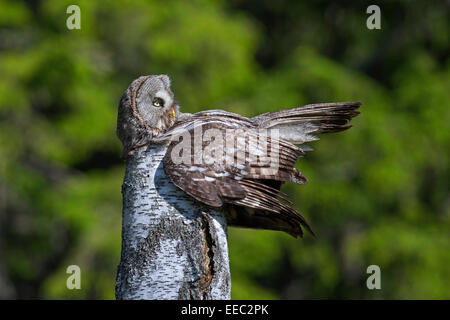 Great grey owl / great gray owl (Strix nebulosa) brooding on nest on top of tree stump in Scandinavian coniferous forest Stock Photo