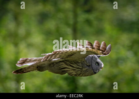 Hunting Great grey owl / great gray owl (Strix nebulosa) flying through Scandinavian coniferous forest Stock Photo