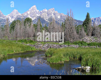 A beaver dam at Schwabachers Landing on the Snake River with the Teton Range in Grand Teton National Park in Jackson Hole, Wyoming. Stock Photo