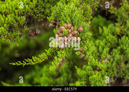 Cones and needles of Monterey Cypress, Hesperocyparis macrocarpa, aka Cupressus macrocarpa, along the northern California coast Stock Photo
