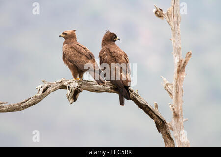 Pair of Crowned Hawk Eagles on a dead tree in Kenya Stock Photo