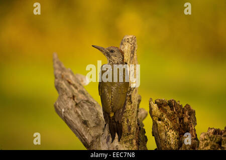 Green woodpecker Juvenille Stock Photo