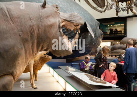 Children looking at the animals in the large mammal hall, Natural History Museum, London UK Stock Photo