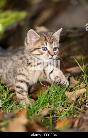Cute baby tabby kitten playing isolated on white background Stock Photo ...