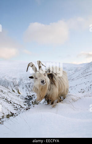Wild/Feral Goat (Capra hircus), Grey Mare's Tail Nature Reserve, Dumfries & Galloway Stock Photo