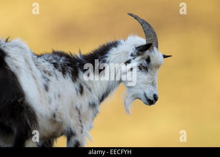 Wild/Feral Goat (Capra hircus), female (Nanny), Grey Mare's Tail Nature Reserve, Dumfries and Galloway, Scotland, United Kingdom Stock Photo