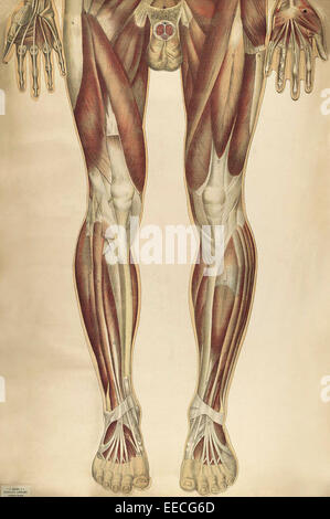 The human body with superimposed colored plates, by Julien Bougle, circa 1899. Stock Photo