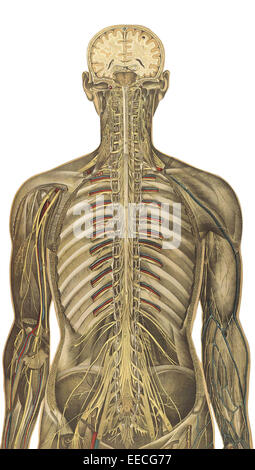 The human body with superimposed colored plates, by Julien Bougle, circa 1899. Stock Photo