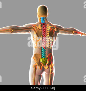 Human spinal cord. Stock Photo