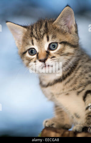 A cute cat playing outside on a nice summer day Stock Photo - Alamy
