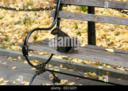 A squirrel in Central Park, New York City Stock Photo
