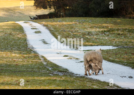 Ewe sheep feeding lambs in winter snow Stock Photo