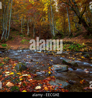landscapes, stone, river, autumn, forest, stream, water, nature, waterfall, mountains, green, tree, rock, woods, extreme, plants Stock Photo