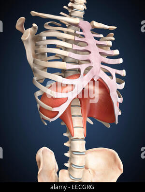 Visualization of human diaphragm. Stock Photo