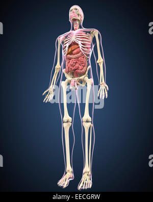 Full length view of male human body with organs. Stock Photo