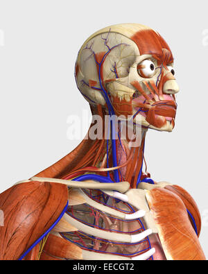 Side view showing human bones with muscles and circulatory system. Stock Photo